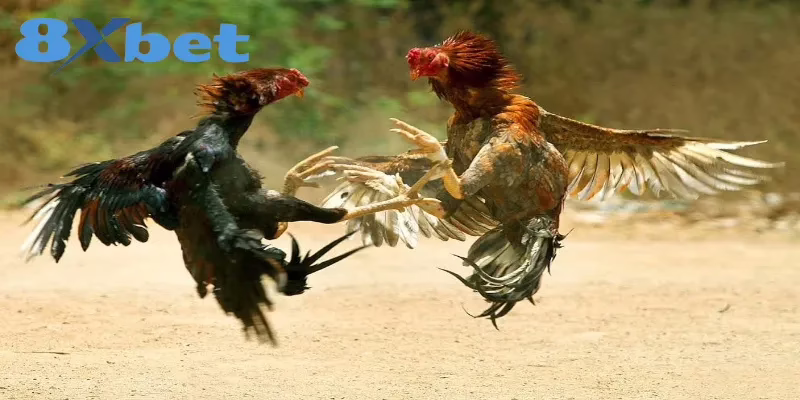 Thông tin cơ bản cần biết về đá gà trực tiếp 8XBET